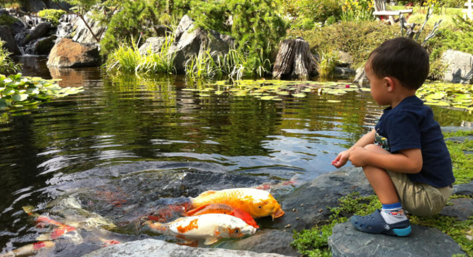 child feeding fish swim pond side
