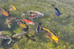clear wildlife pond water with fish