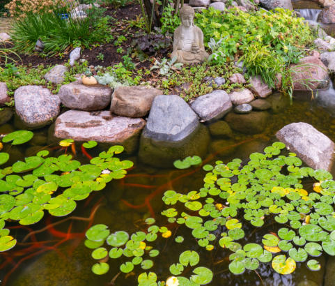 fish and plants in swimming pond