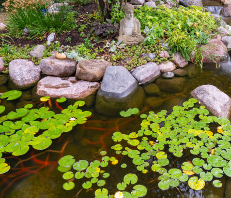fish and plants in swimming pond