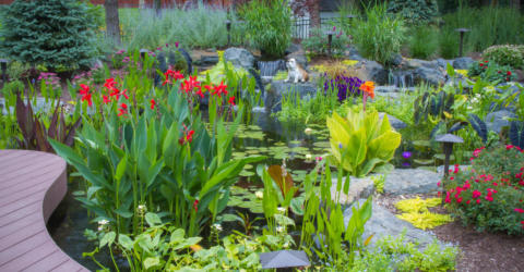 large wildlife pond with decking