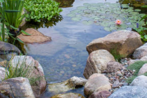 natural wildlife pond with rocks
